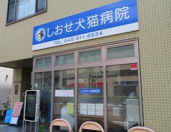 ペットショップ！オススメを教えて！