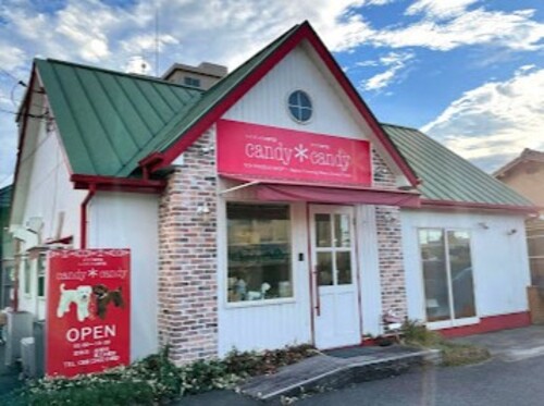 ペットショップ！オススメを教えて！