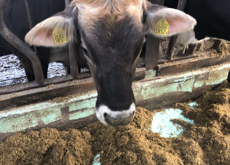 町の好きなところ（お得、便利、メリット…） 