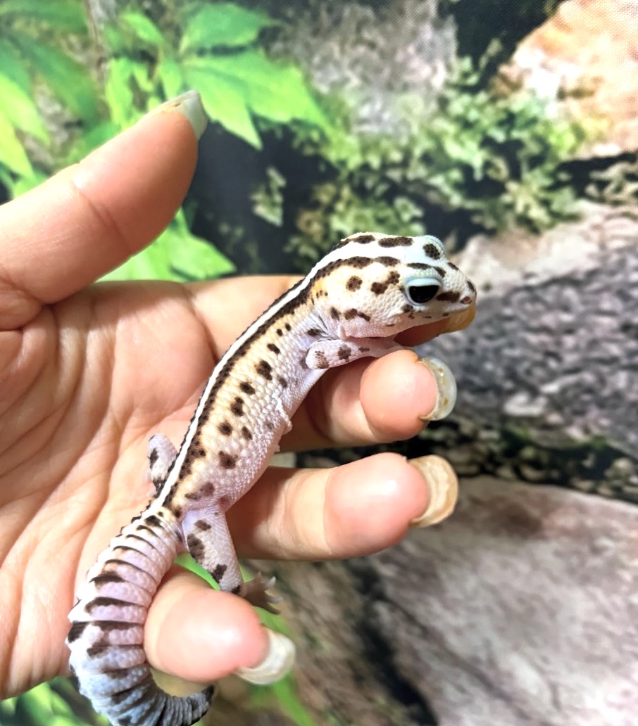 町の好きなところ（お得、便利、メリット…） 