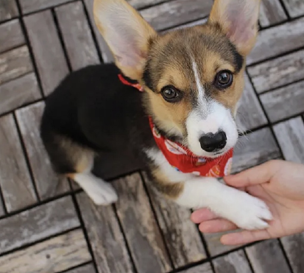 町の好きなところ（お得、便利、メリット…） 