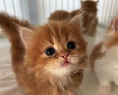 町の好きなところ（お得、便利...