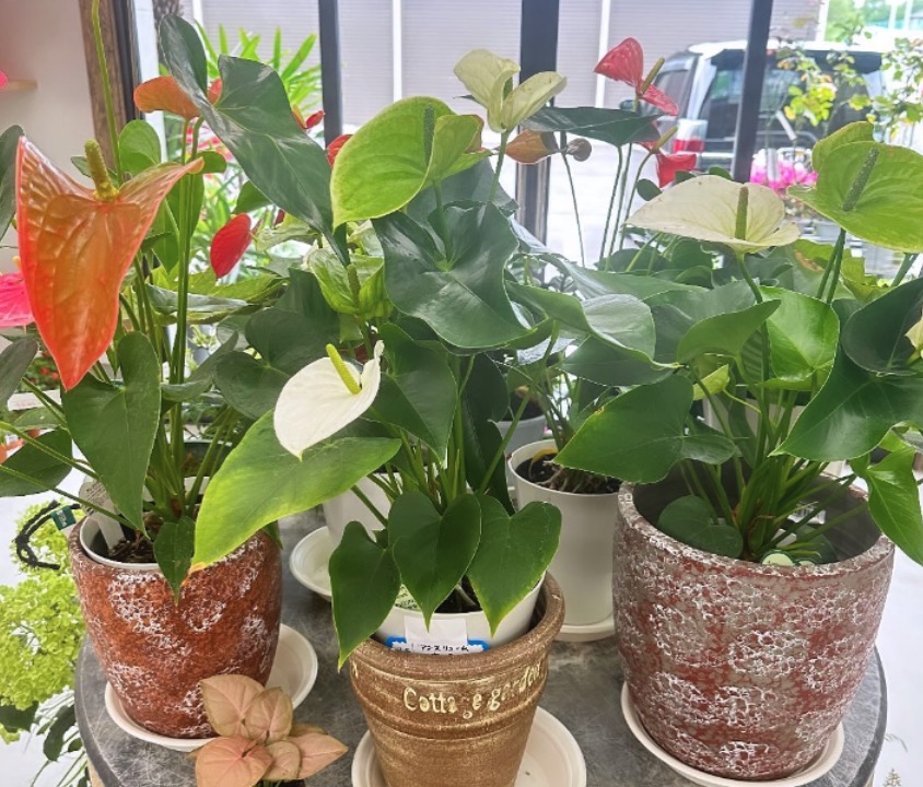 町の好きなところ（お得、便利、メリット…） 