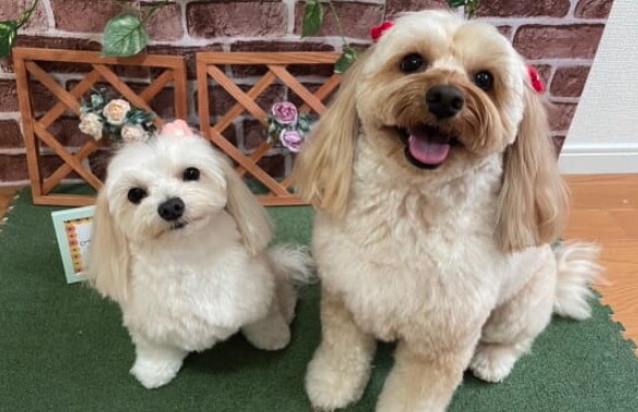 ペットショップ！オススメを教...