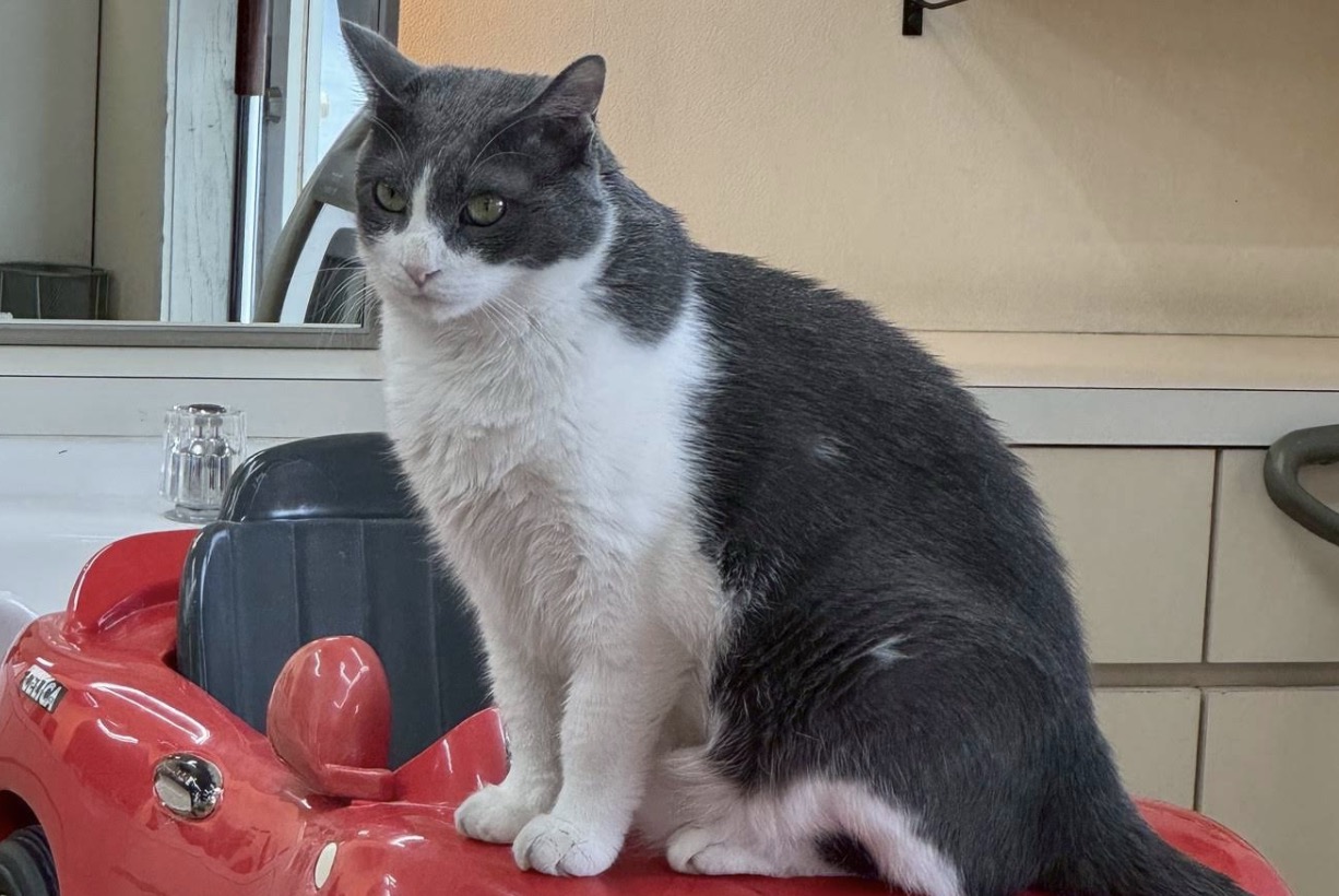 町の好きなところ（お得、便利、メリット…） 