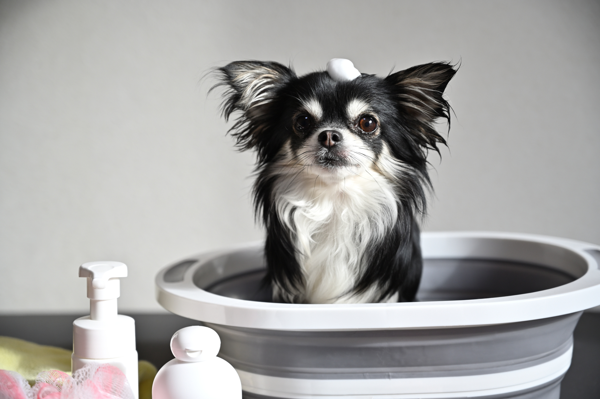 ペットショップ！オススメを教えて！