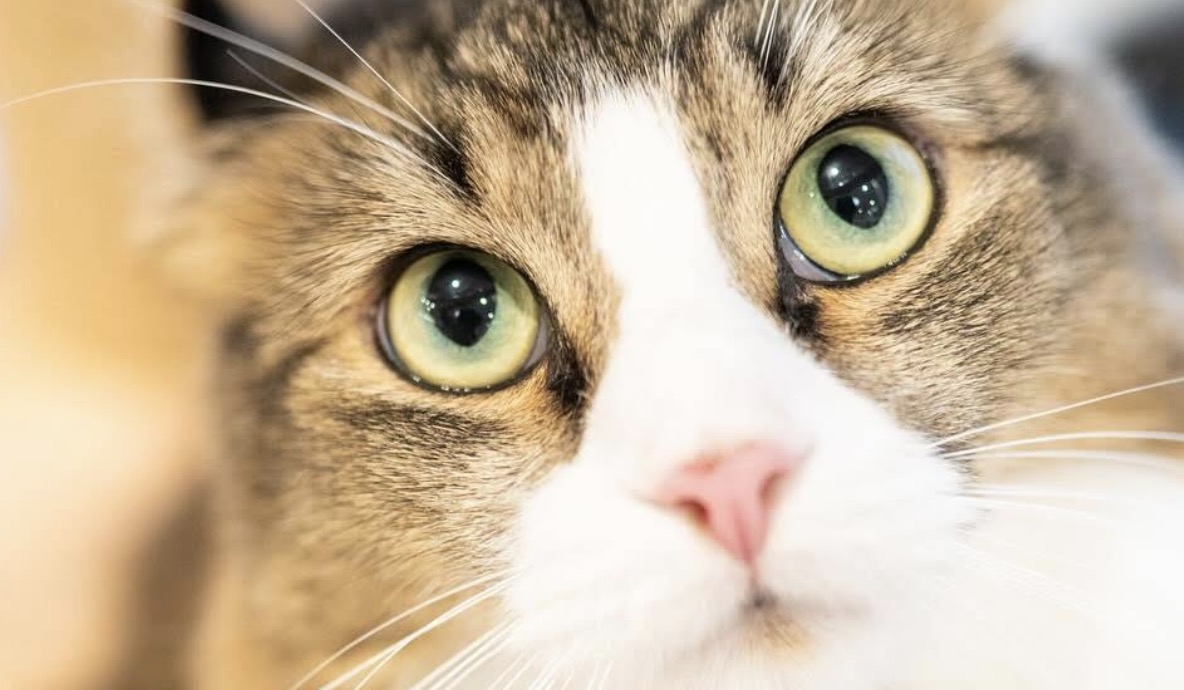 町の好きなところ（お得、便利、メリット…） 