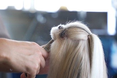 ペットショップ！オススメを教えて！