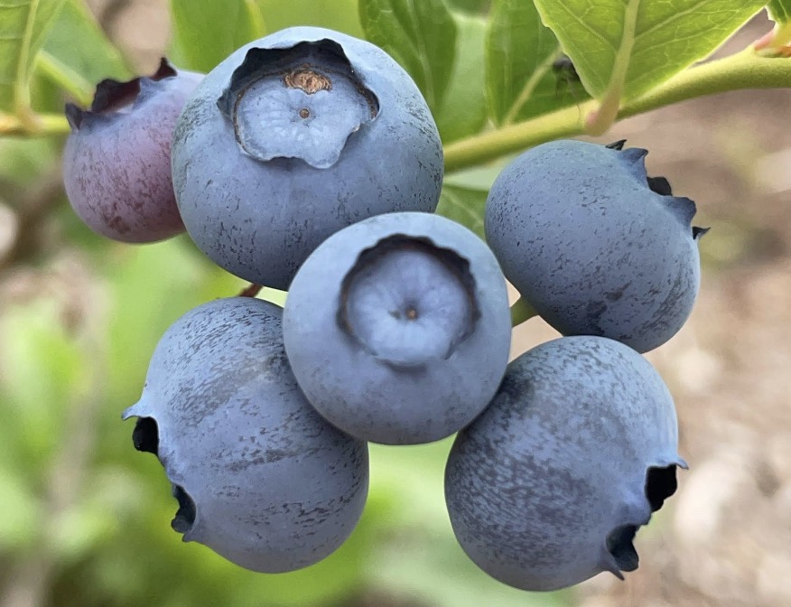 町の好きなところ（お得、便利、メリット…） 