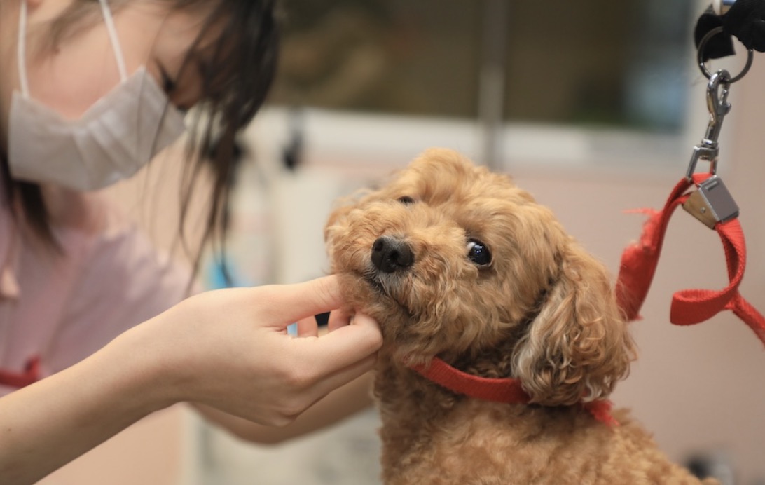 町の好きなところ（お得、便利...