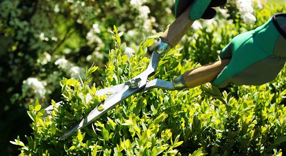 ガーデニング用品・資材・観葉植物のオススメ店