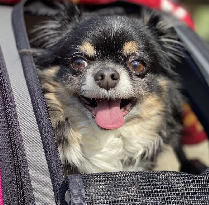 町の好きなところ（お得、便利...