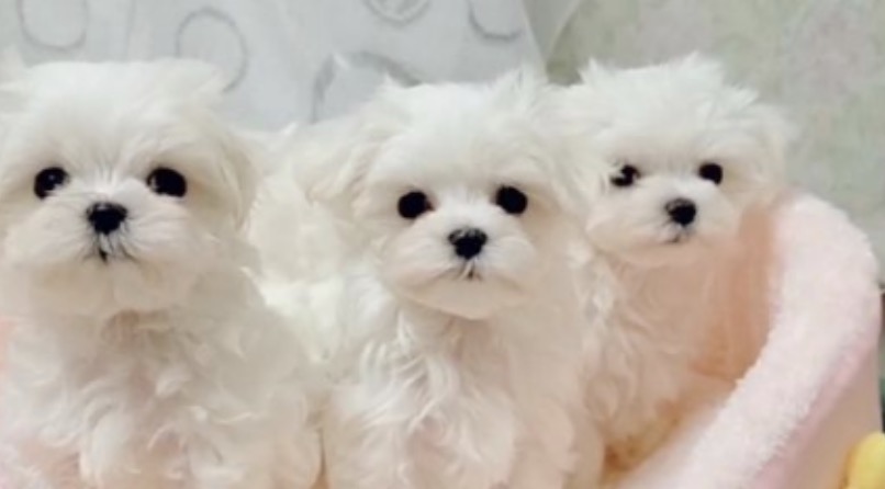 町の好きなところ（お得、便利...