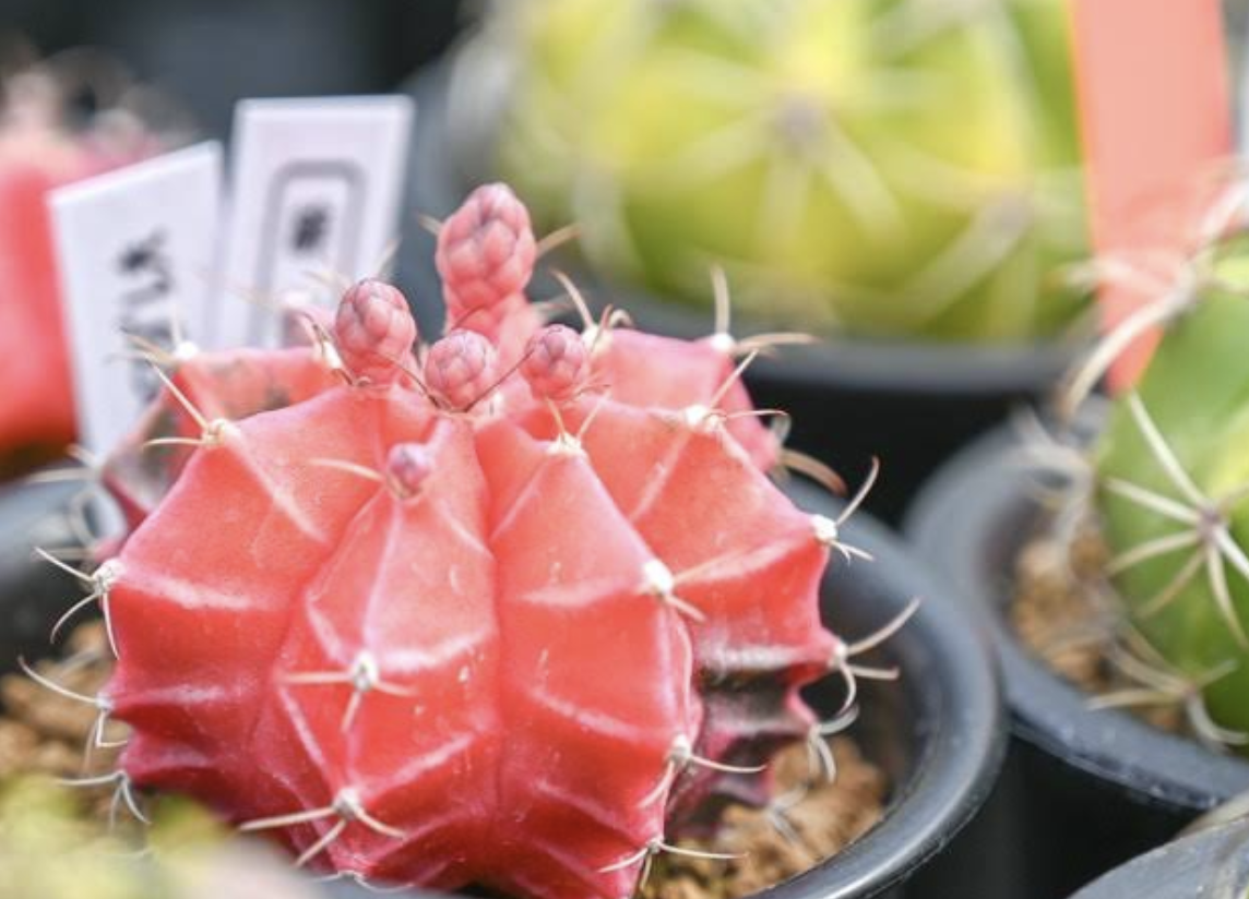 町の好きなところ（お得、便利、メリット…） 