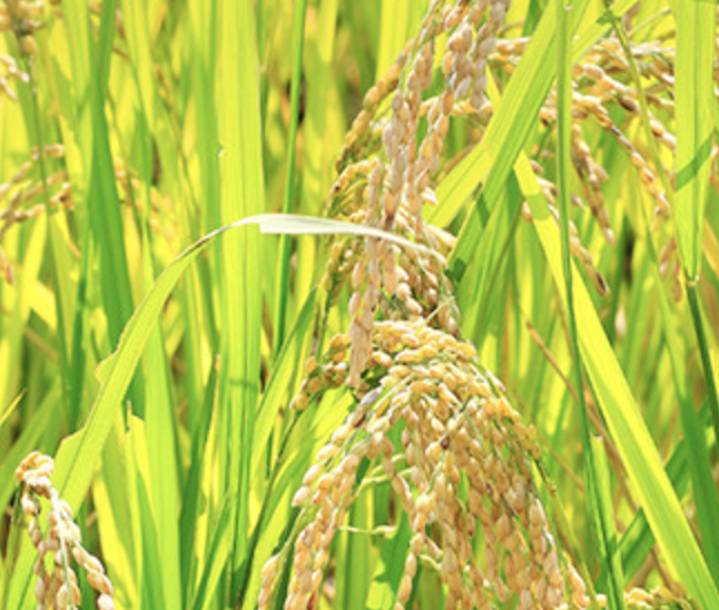 町の好きなところ（お得、便利...