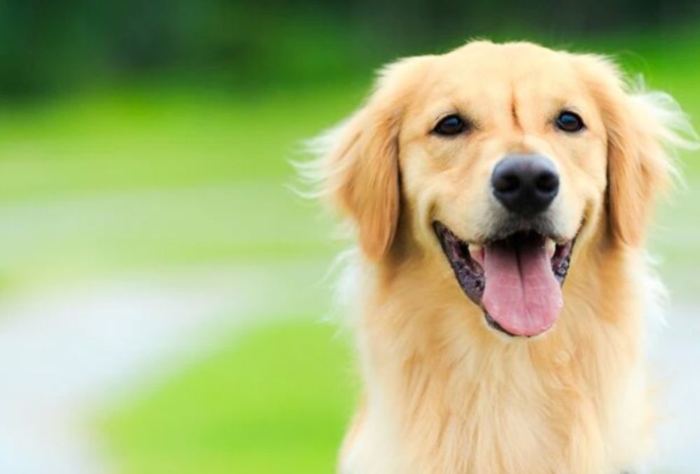 町の好きなところ（お得、便利...