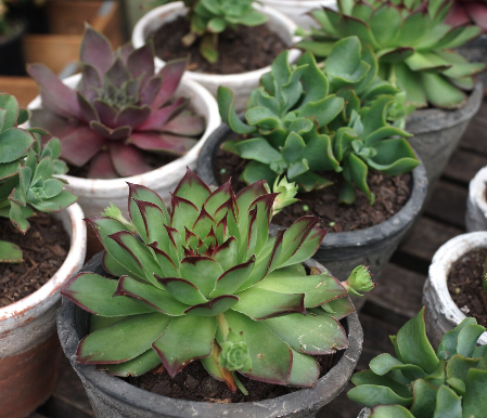 町の好きなところ（お得、便利、メリット…） 