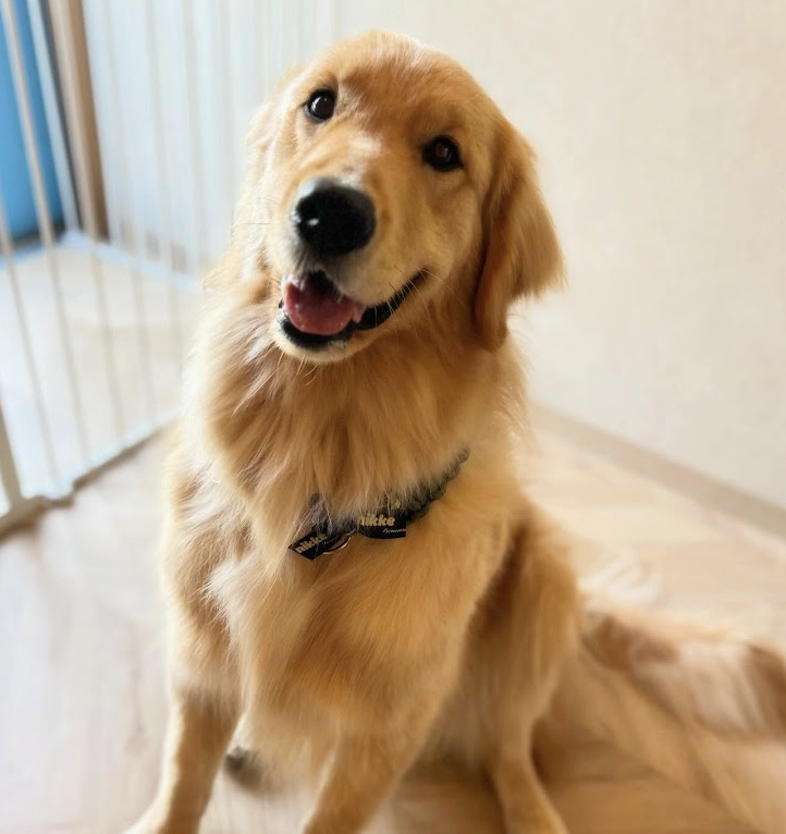 町の好きなところ（お得、便利、メリット…） 