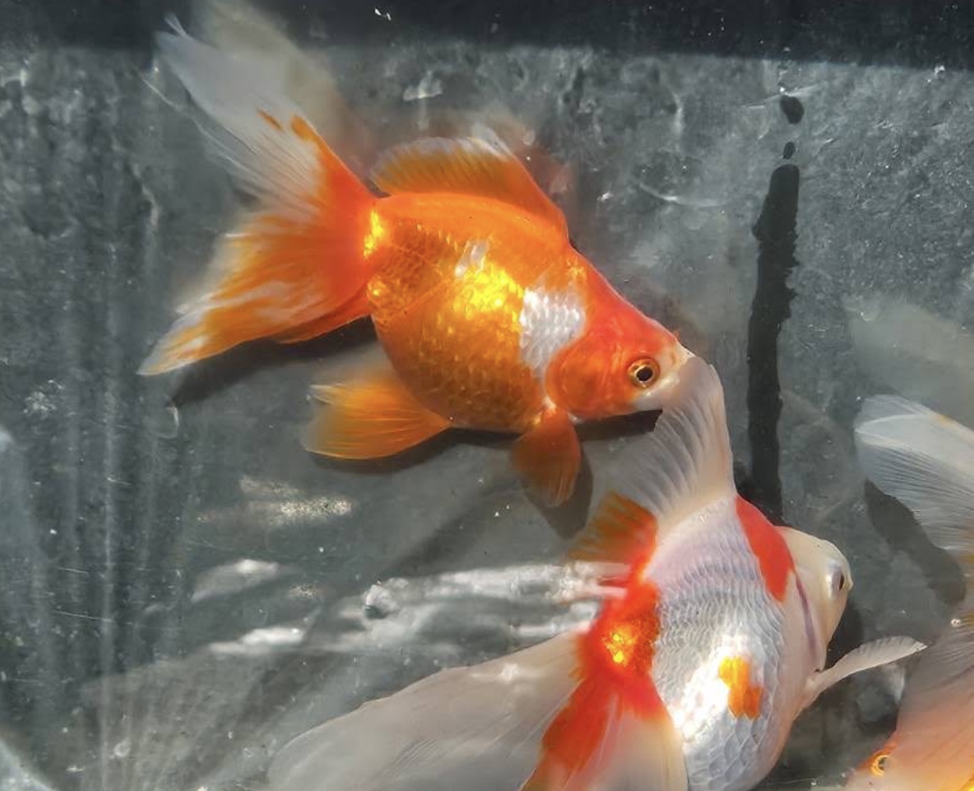 町の好きなところ（お得、便利、メリット…） 