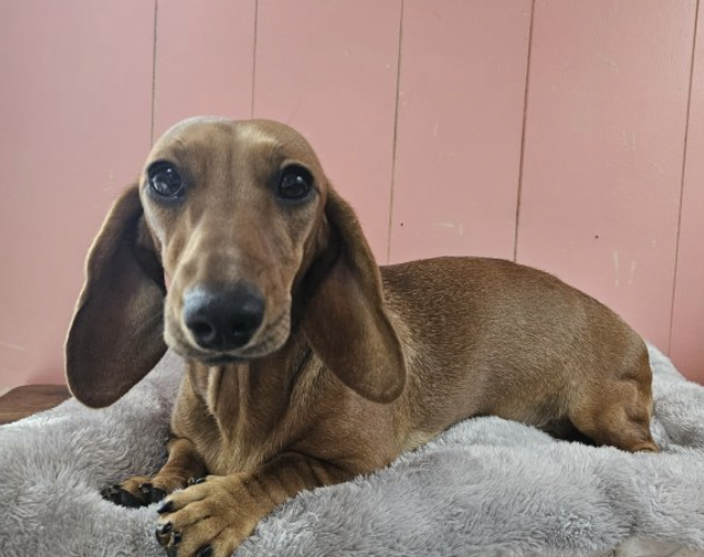 町の好きなところ（お得、便利...