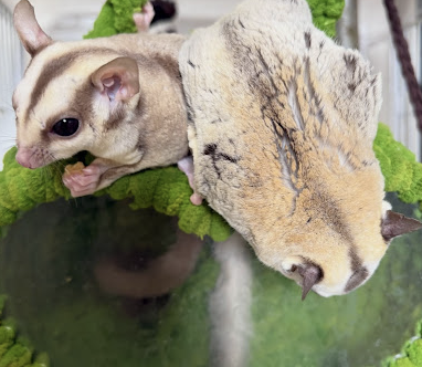 町の好きなところ（お得、便利...