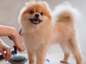ペットショップ！オススメを教...