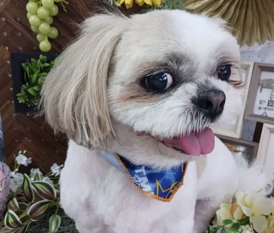 ペットショップ！オススメを教えて！