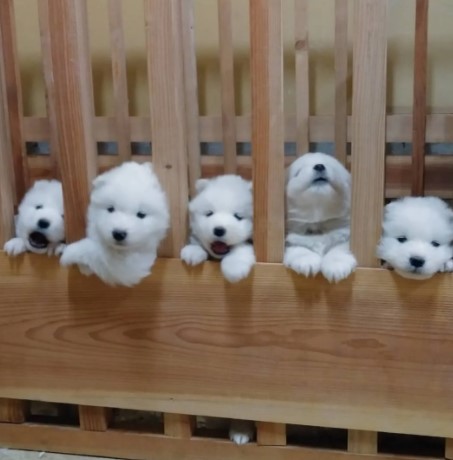 ペットショップ！オススメを教えて！