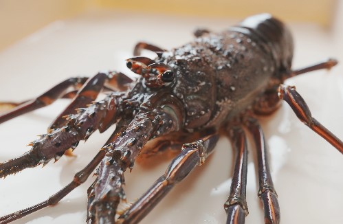 魚屋、新鮮な海産物が手に入る...