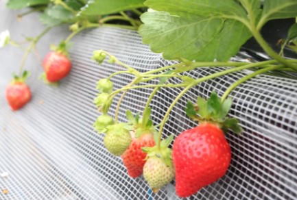 デザート（アイスクリーム・ク...