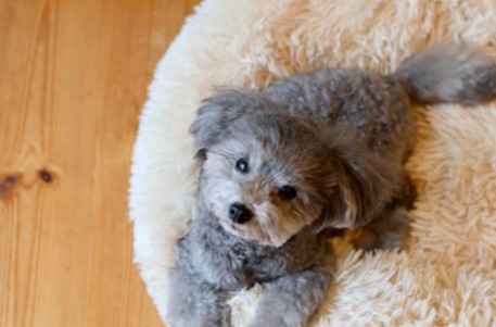 ペットショップ！オススメを教えて！