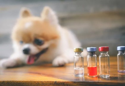 ペットショップ！オススメを教...