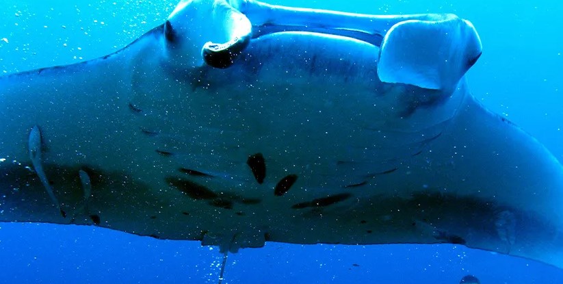 海水浴場、プールなどを教えて...