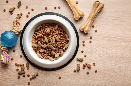 ペットショップ！オススメを教えて！