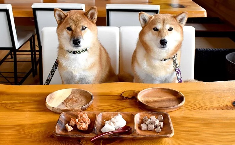 ペットを連れて遊べるスポット・遊び場！