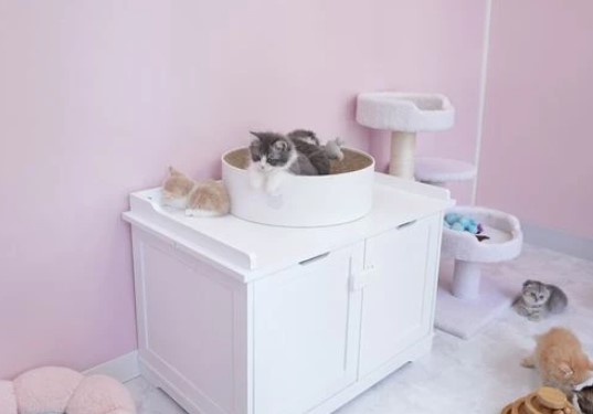 ペットショップ！オススメを教えて！