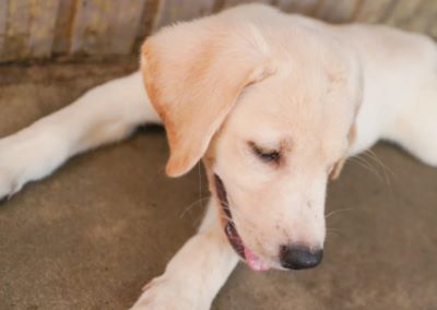 ペットショップ！オススメを教えて！