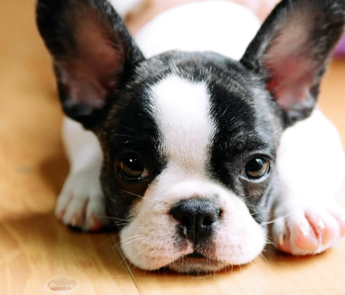 ペットショップ！オススメを教えて！