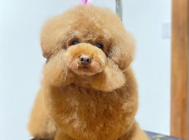 町の好きなところ（お得、便利...