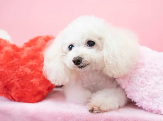 ペットショップ！オススメを教えて！