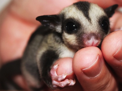 ペットを連れて遊べるスポット・遊び場！