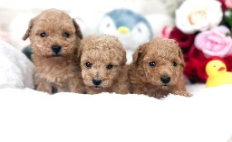 ペットショップ！オススメを教えて！